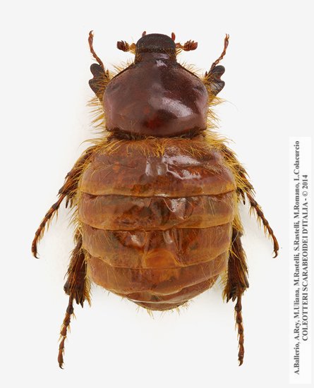 Pachypus candidae, femmina